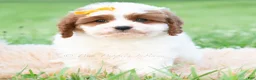 Cavapoo dogs for sale: Toby - Ad 3