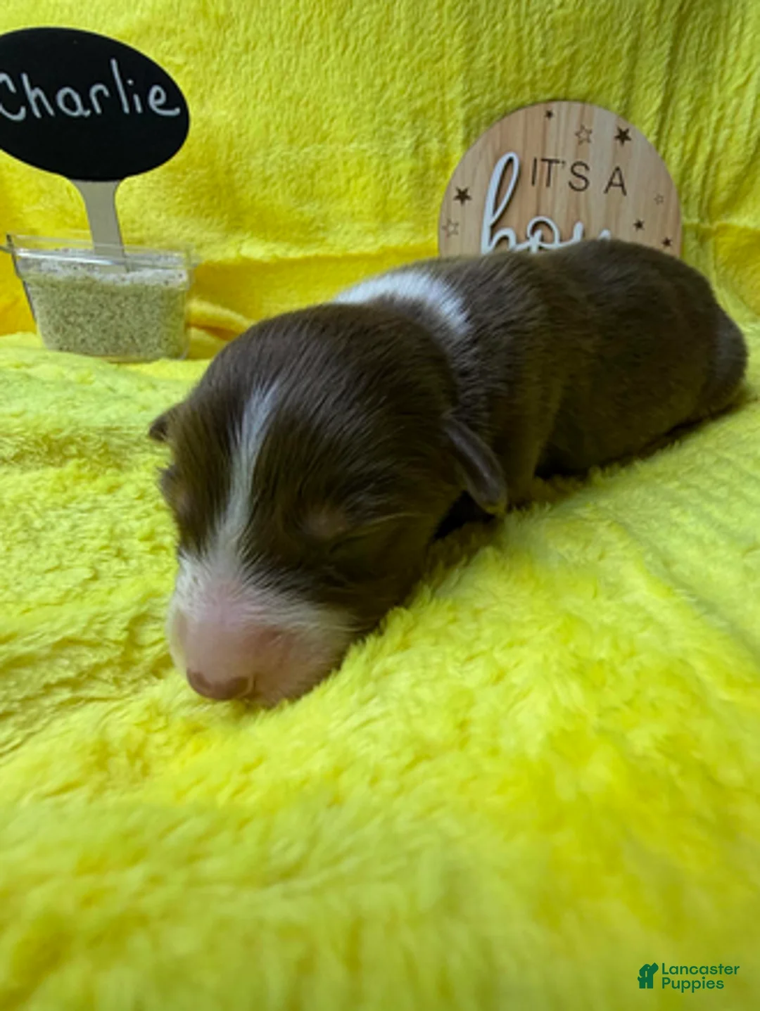 Australian Shepherd dogs for sale: Charlie - Ad 1