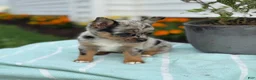 Chihuahua dogs for sale: Koda - Ad 11