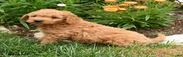Mini Goldendoodle dogs for sale: Conroy - Ad 3