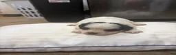 Mixed Breed dogs for sale: King - Ad 4