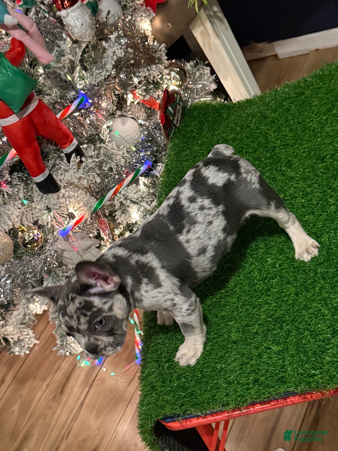 French Bulldog dogs for sale: Armani - Ad 9