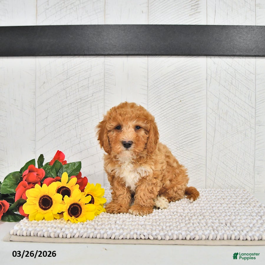 Mini Goldendoodle dogs Fido - Ad 2
