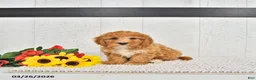 Mini Goldendoodle dogs for sale: Fido - Ad 2
