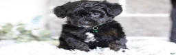 Yorkiepoo dogs for sale: Bentley - Ad 12