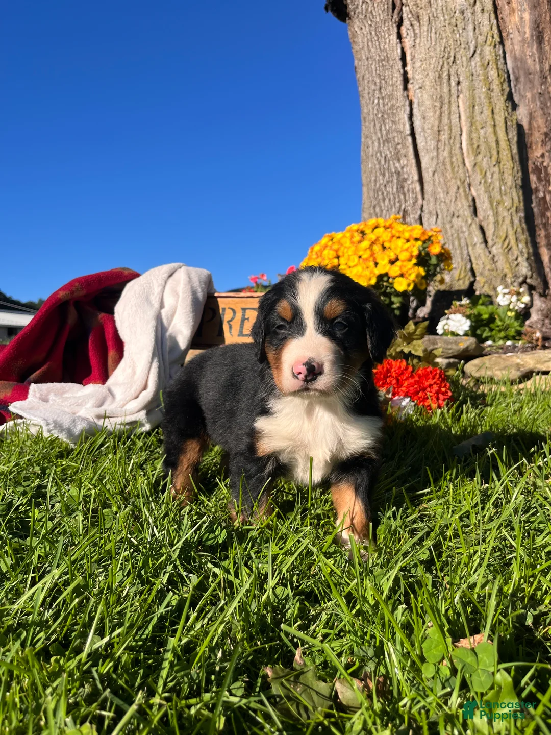 Bernese Mountain Dog dogs for sale: Rufus❤️AKC Genetic Tested American Champion - Ad 1