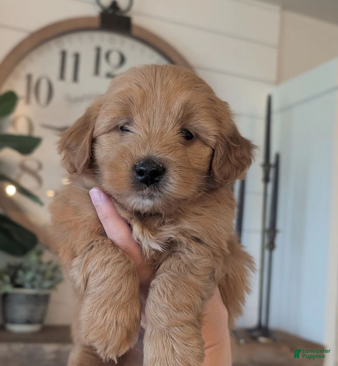 Mini Goldendoodle dogs for sale: Riley - Ad 1