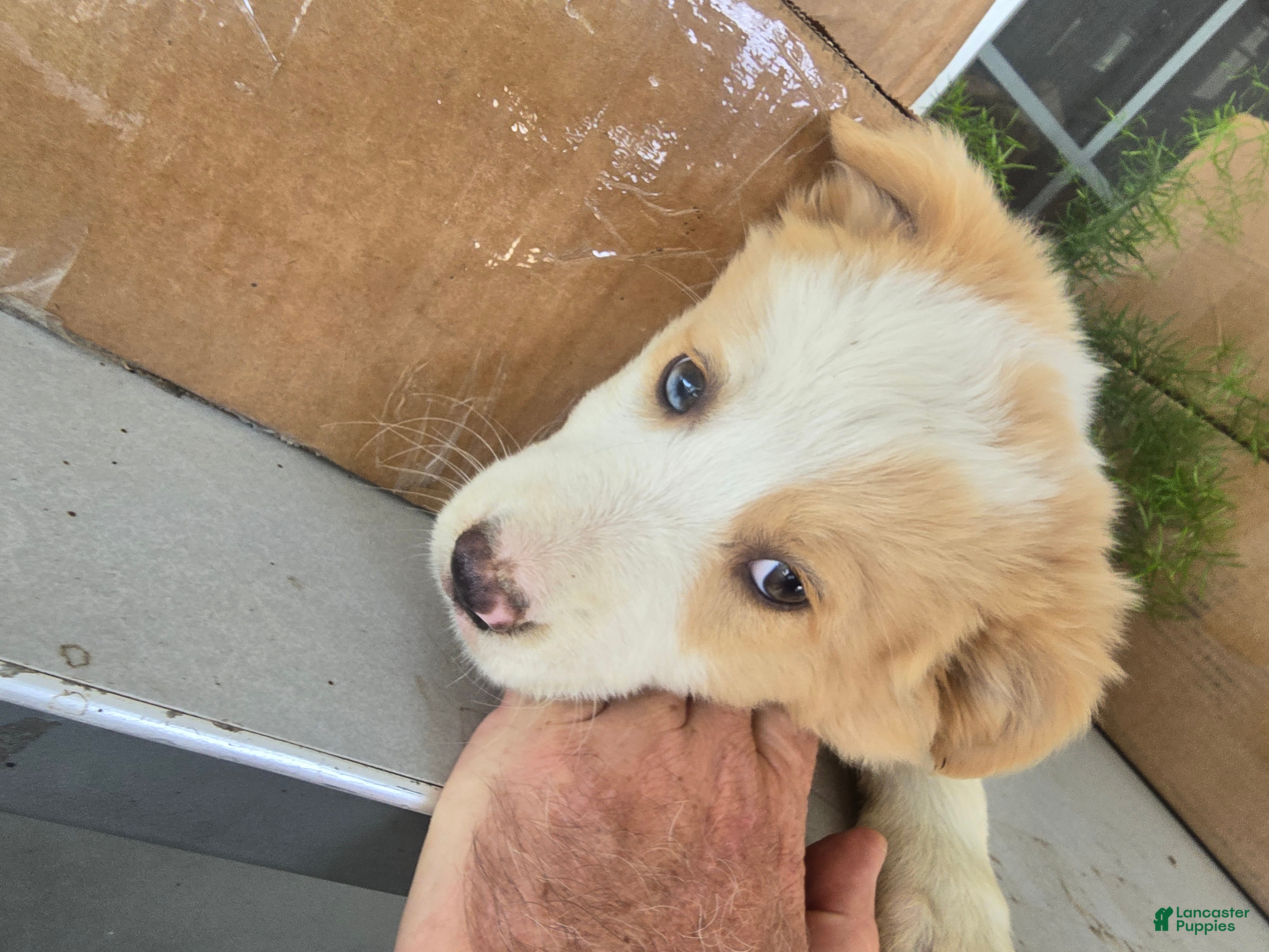 Border Collie dogs Goldie  - Ad 1