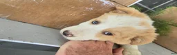 Border Collie dogs for sale: Goldie  - Ad 1