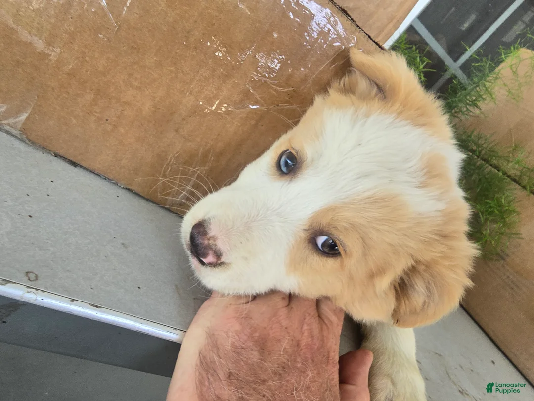 Border Collie dogs for sale: Goldie  - Ad 1