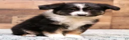 Toy Australian Shepherd dogs for sale: Toy Australian Shepherd Puppy 1 - Ad 5