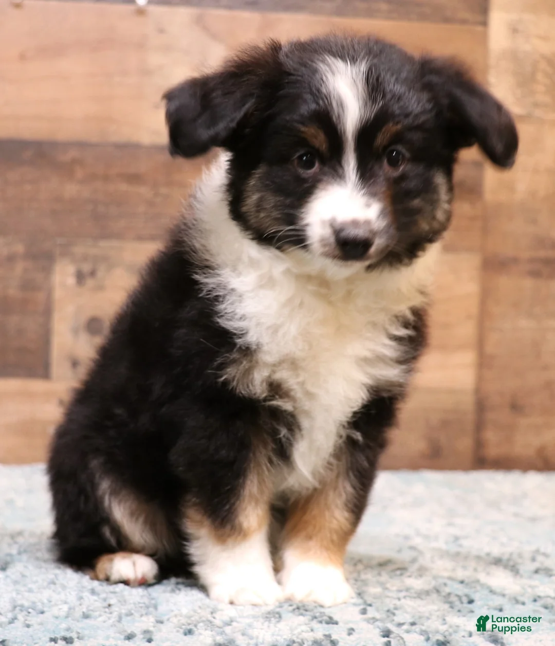 Toy Australian Shepherd dogs for sale: Toy Australian Shepherd Puppy 1 - Ad 5