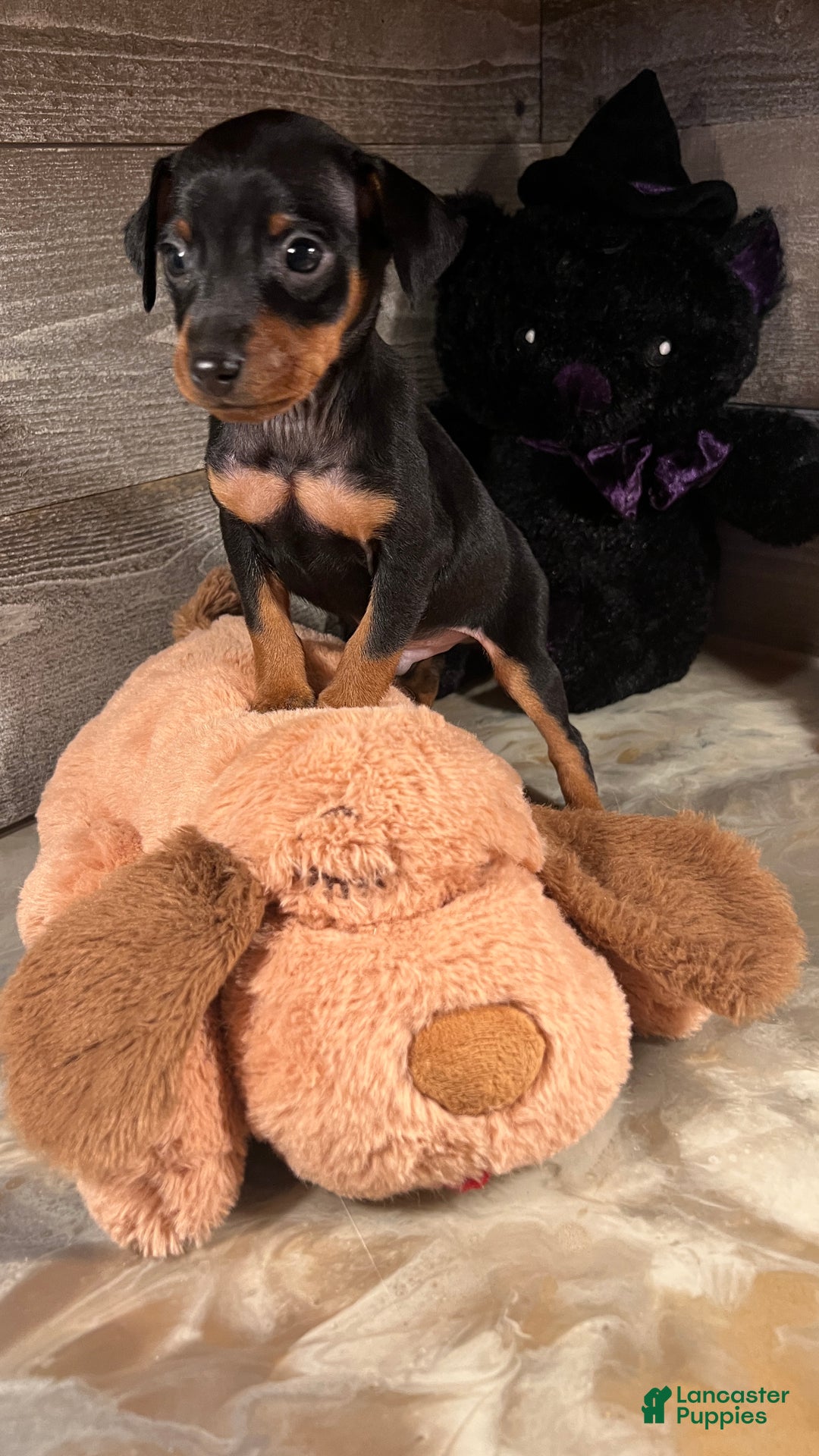 Miniature Pinscher dogs for sale: Brutus - Ad 5
