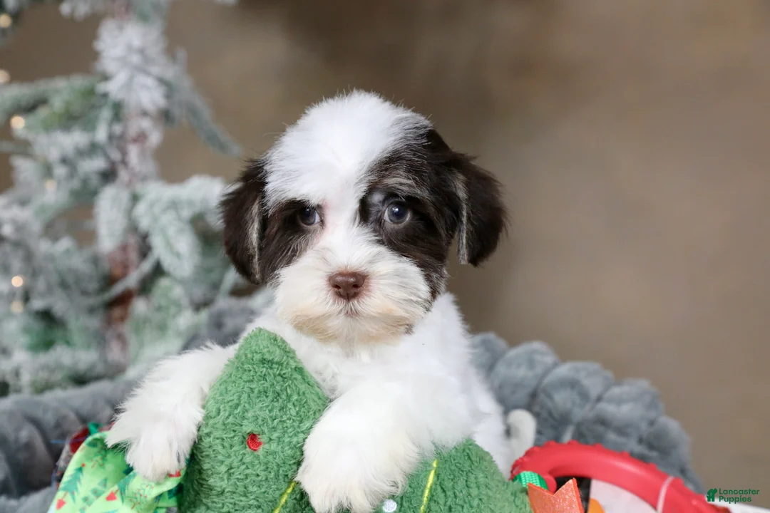 Havanese dogs for sale: Fruitcake - Ad 13