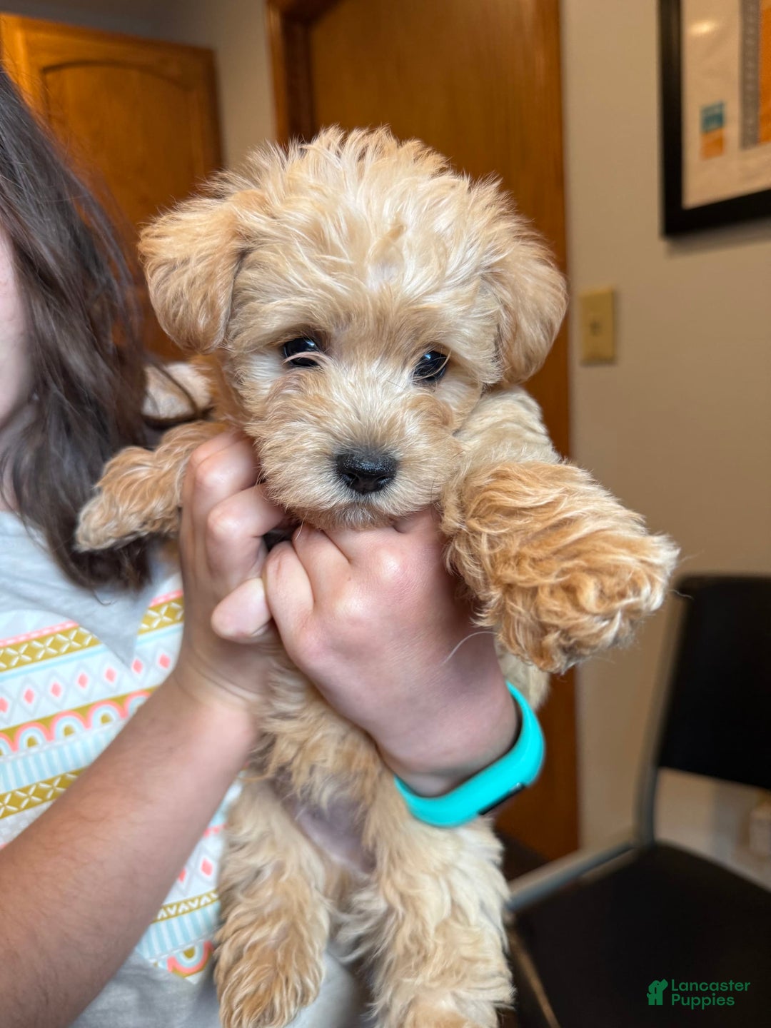 Thundermountainline Westie Corgi Mix Puppies King Julian For Sale