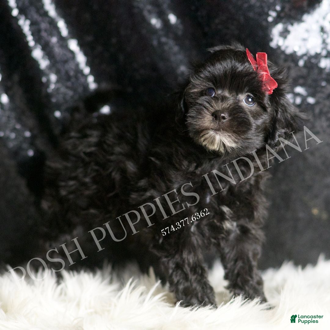Maltipoo dogs for sale: Gladys - Ad 4