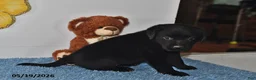 Labrador Retriever dogs for sale: Lucy - Ad 4
