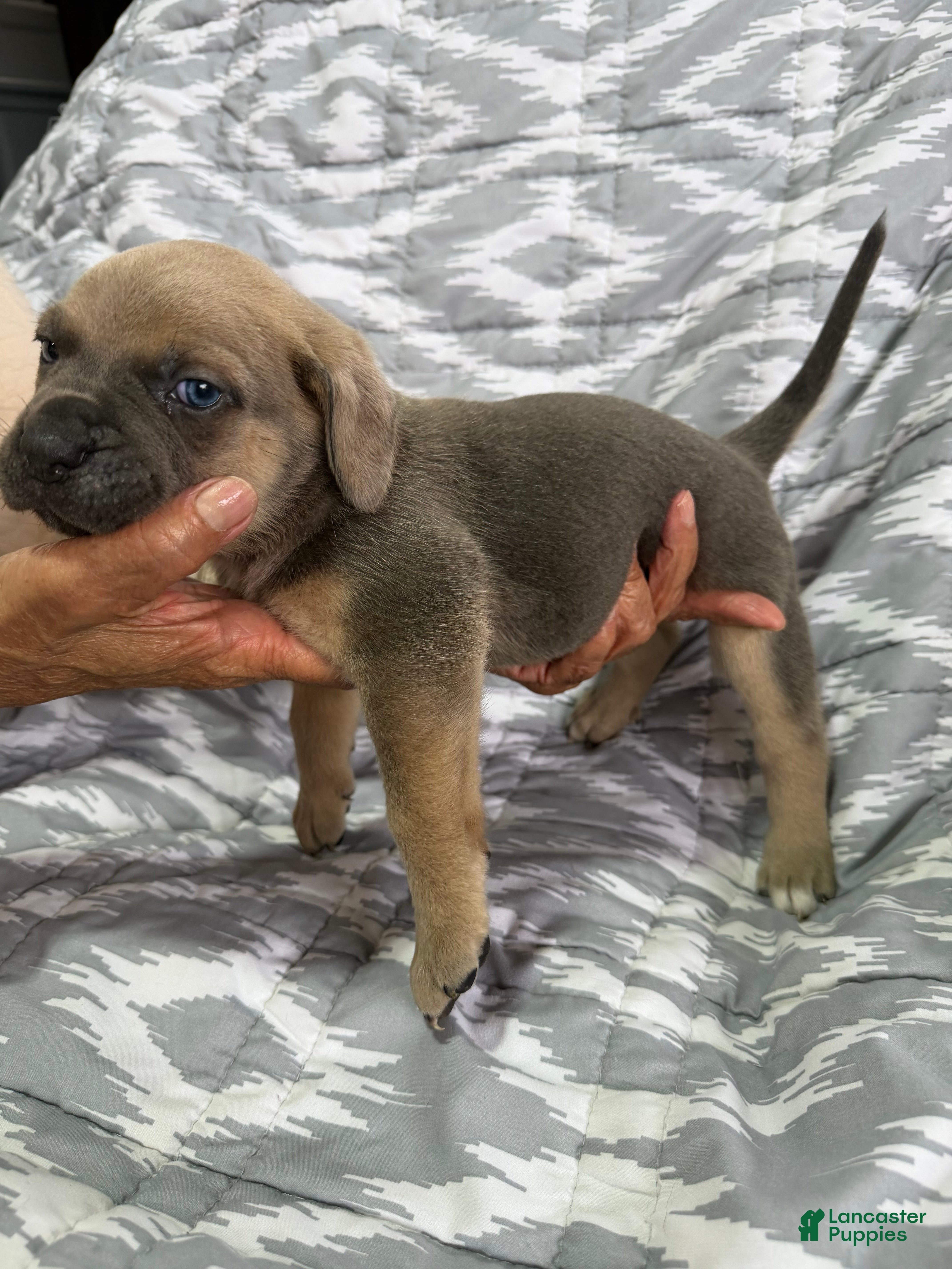 Cane Corso dogs Zeus - Ad 2