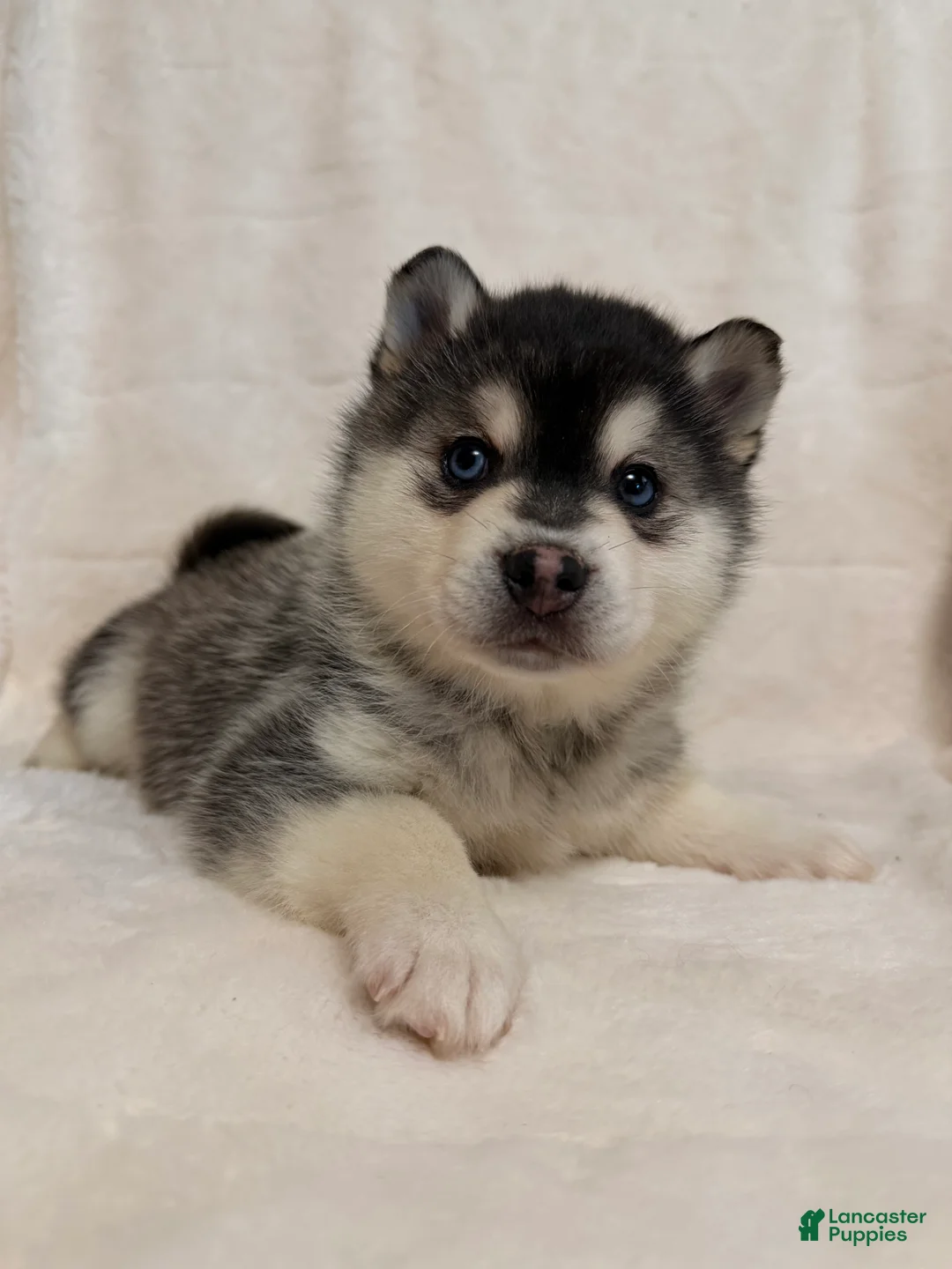 Alaskan Klee Kai dogs for sale: Balto  - Ad 4