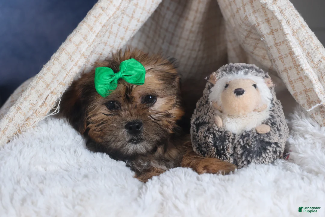 Shorkie dogs for sale: JAMIE - Ad 14