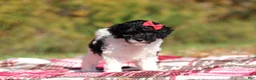 Miniature Poodle dogs for sale: Jillie (AKC) - Ad 5