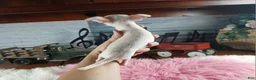 Chihuahua dogs for sale: Vanillas tiny white teacup girl. Hand Delivery  - Ad 5