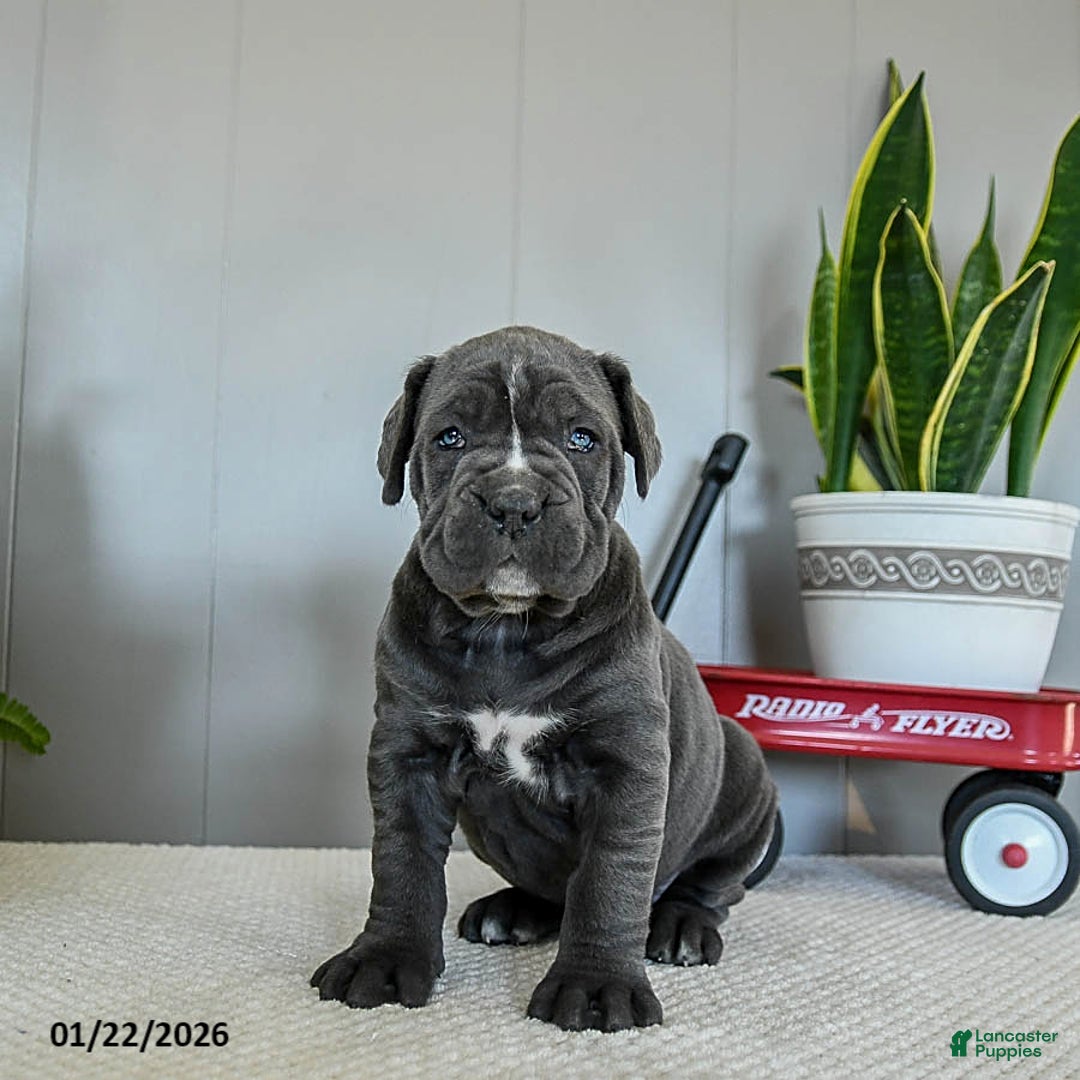 Cane Corso dogs for sale: Holly - Ad 2