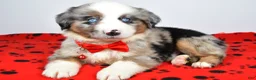 Miniature Australian Shepherd dogs for sale: Cletus - Ad 7