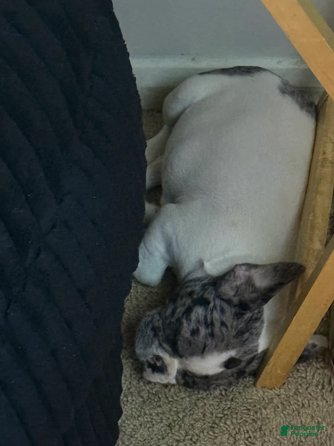 French Bulldog dogs for sale: Merle Frenchie - Ad 2