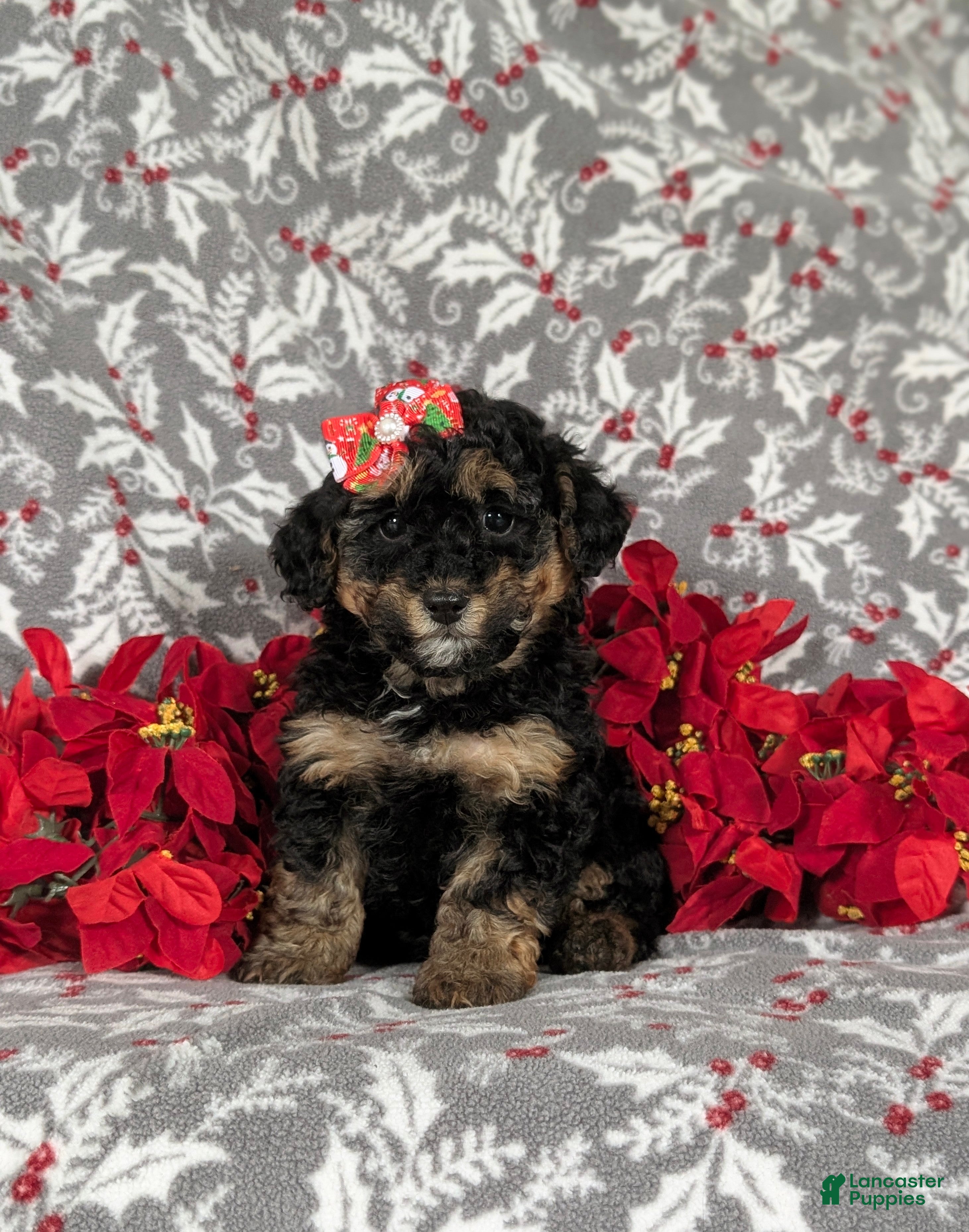 Havapoo dogs Camila Ready for Christmas!! - Ad 19