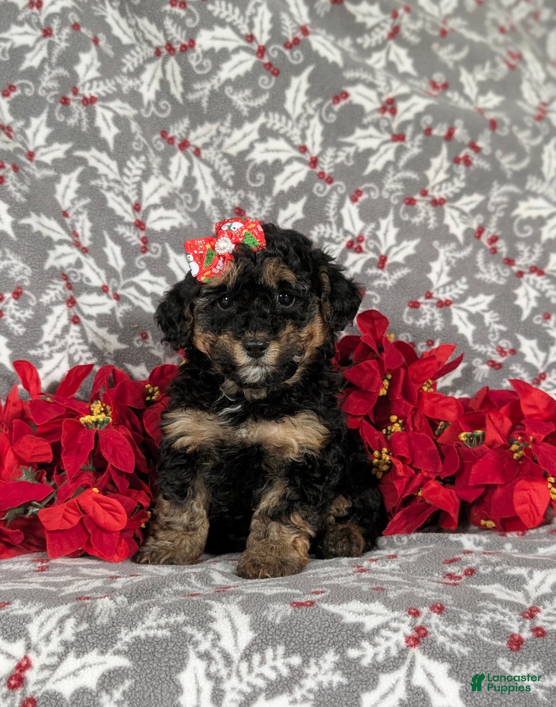 Havapoo dogs for sale: Camila Ready for Christmas!! - Ad 1