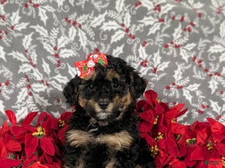 Havapoo dogs Camila Ready for Christmas!! - Ad 12