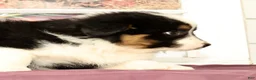 Mixed Breed dogs for sale: Travis - Ad 5