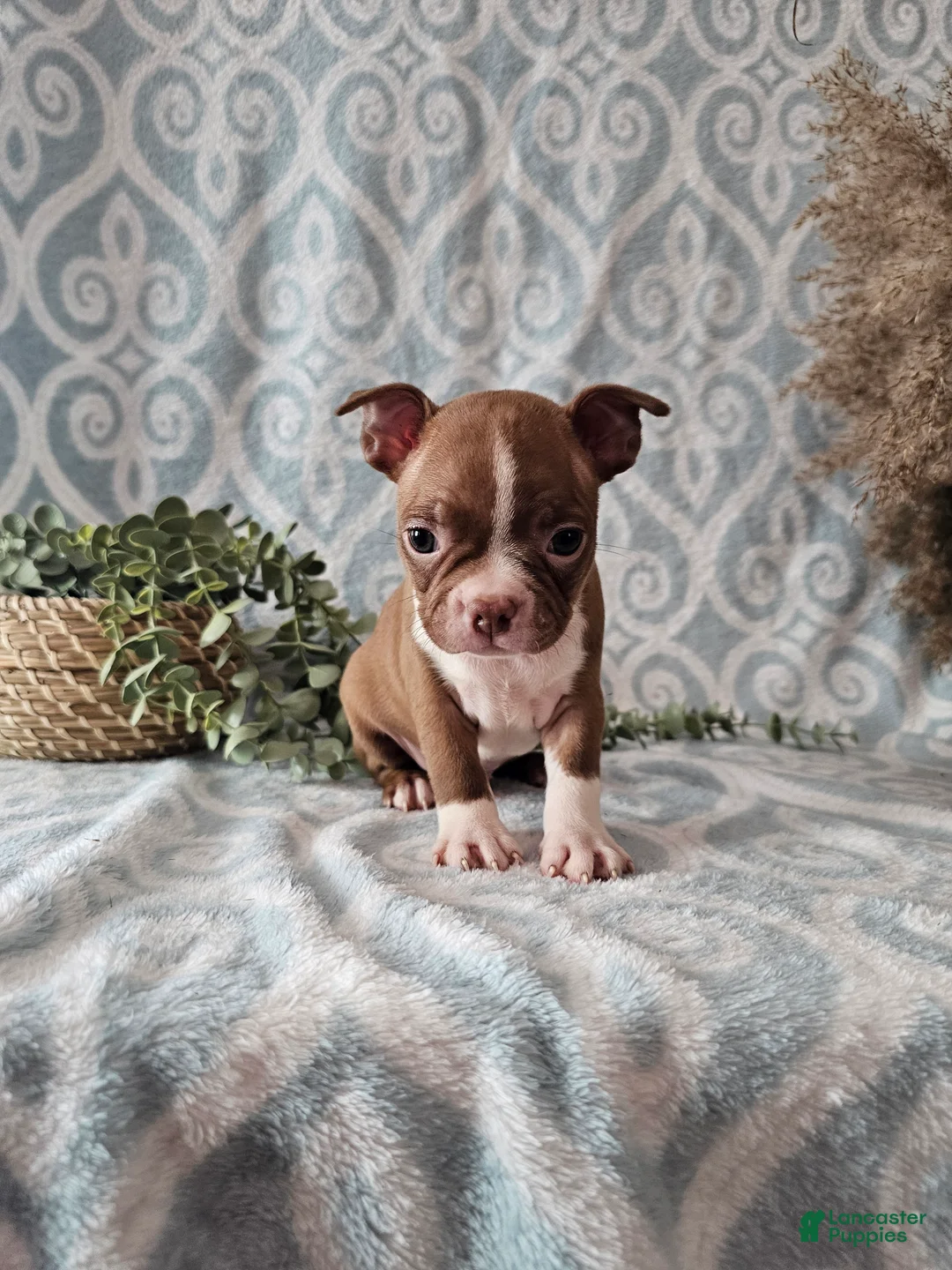 Boston Terrier dogs for sale: Jasper - Ad 1