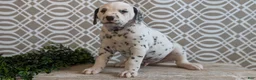 Dalmatian dogs for sale: Teddy - Ad 12