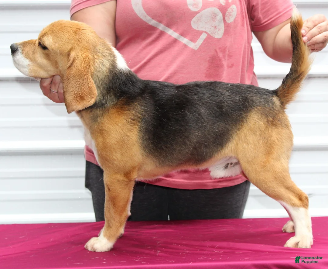 Beagle dogs for sale: Emmitt - Ad 5