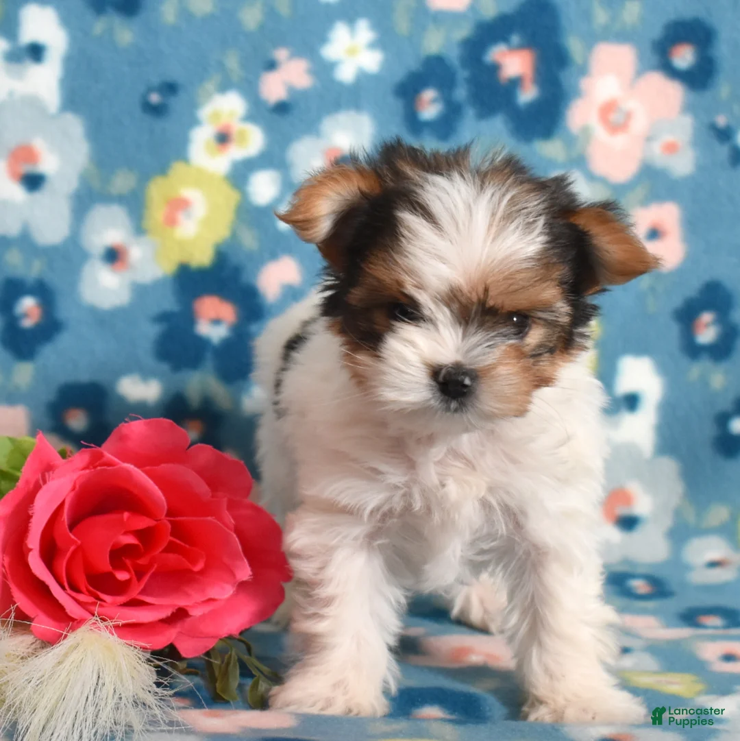 Yorkshire Terrier dogs for sale: Graham  - Ad 6