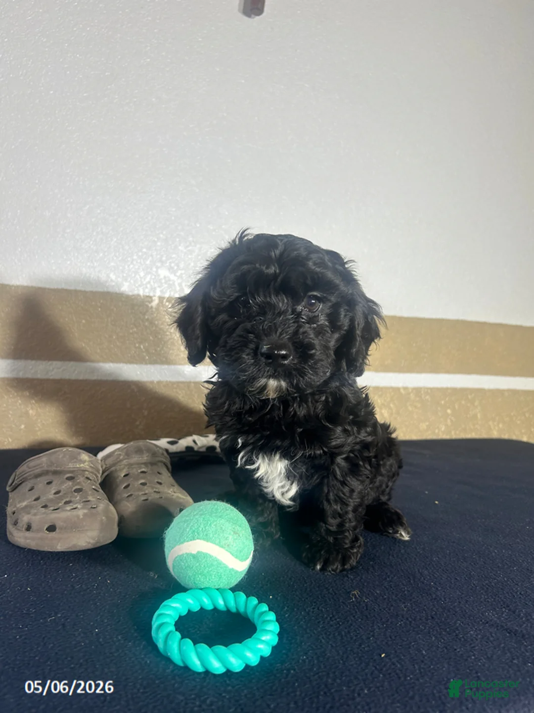 Havapoo dogs for sale: Griffin - Ad 1