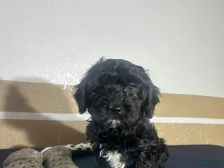 Havapoo dogs for sale: Griffin - Ad 4
