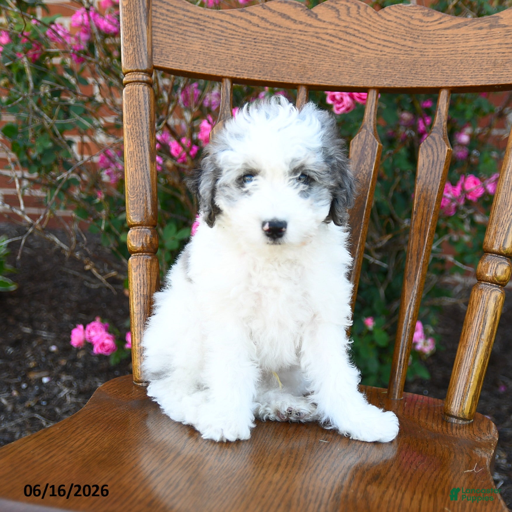 Miniature Poodle dogs Cuddles - Ad 2