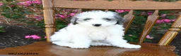 Miniature Poodle dogs for sale: Cuddles - Ad 2