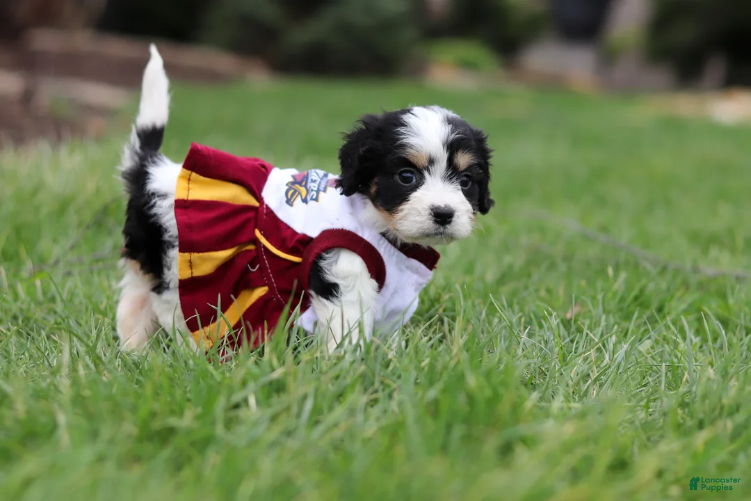 Cavachon dogs for sale: Taylor - Ad 1