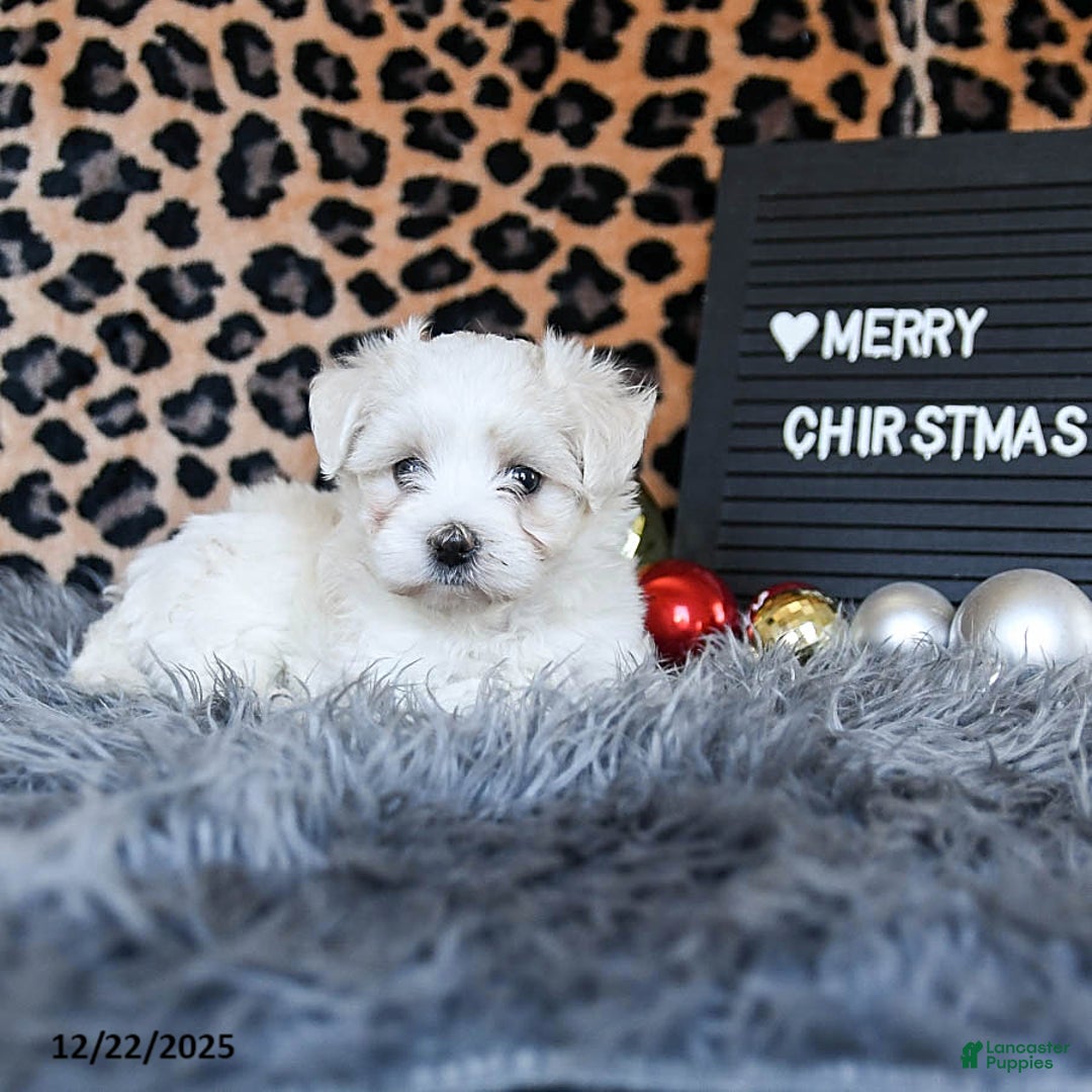 Maltese dogs for sale: Dolphin - Ad 3