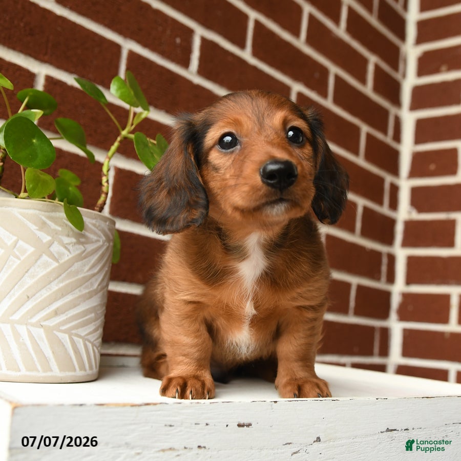 Dachshund dogs Cooper - Ad 1