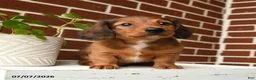 Dachshund dogs for sale: Cooper - Ad 1