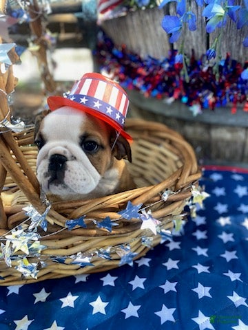 English Bulldog dogs English Bulldog 4 - Ad 2