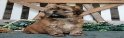Shih Tzu dogs for sale: Dixie - Ad 3