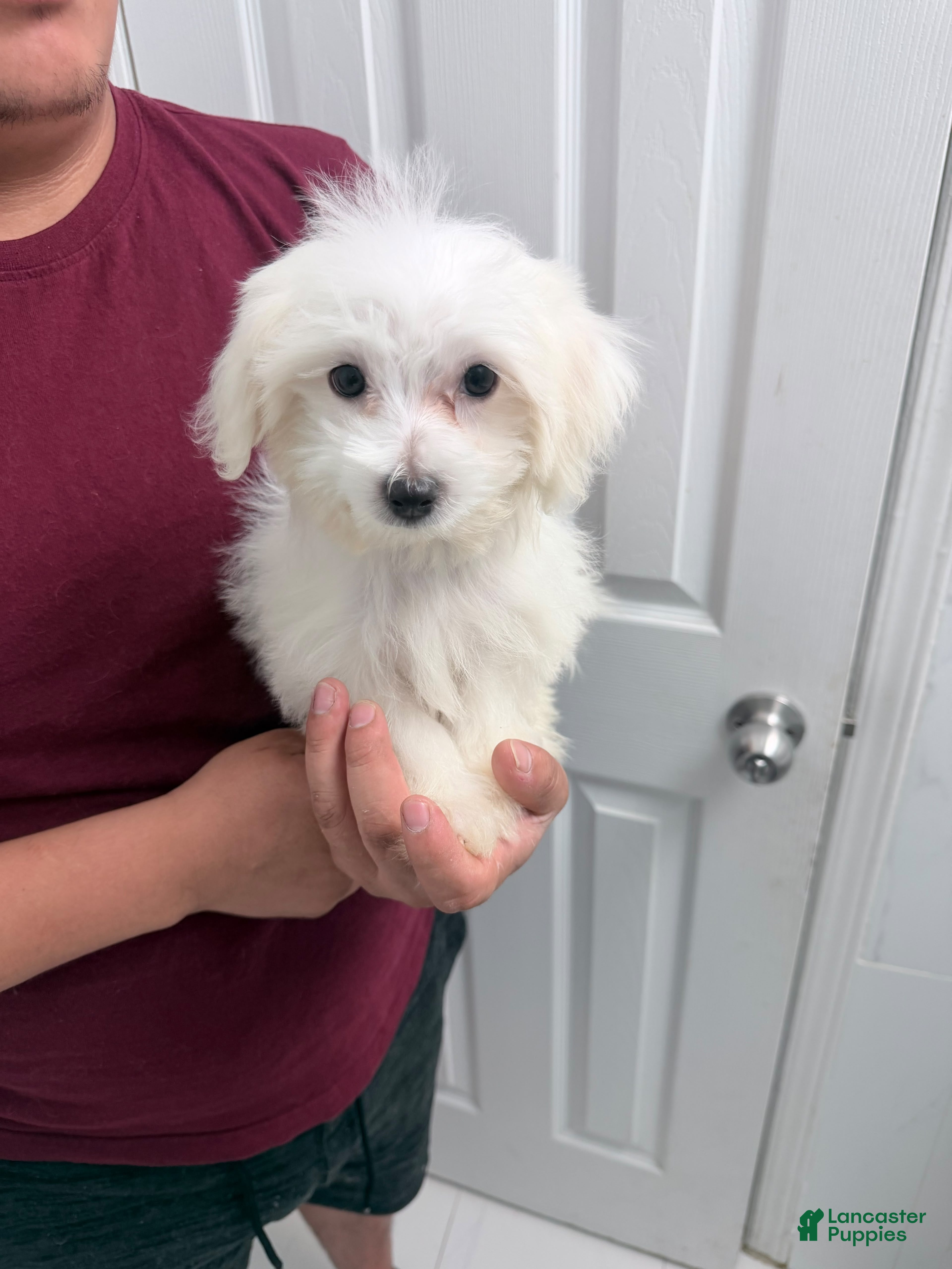 Maltese dogs Maltese 3 - Ad 2
