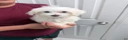 Maltese dogs for sale: Maltese 3 - Ad 2