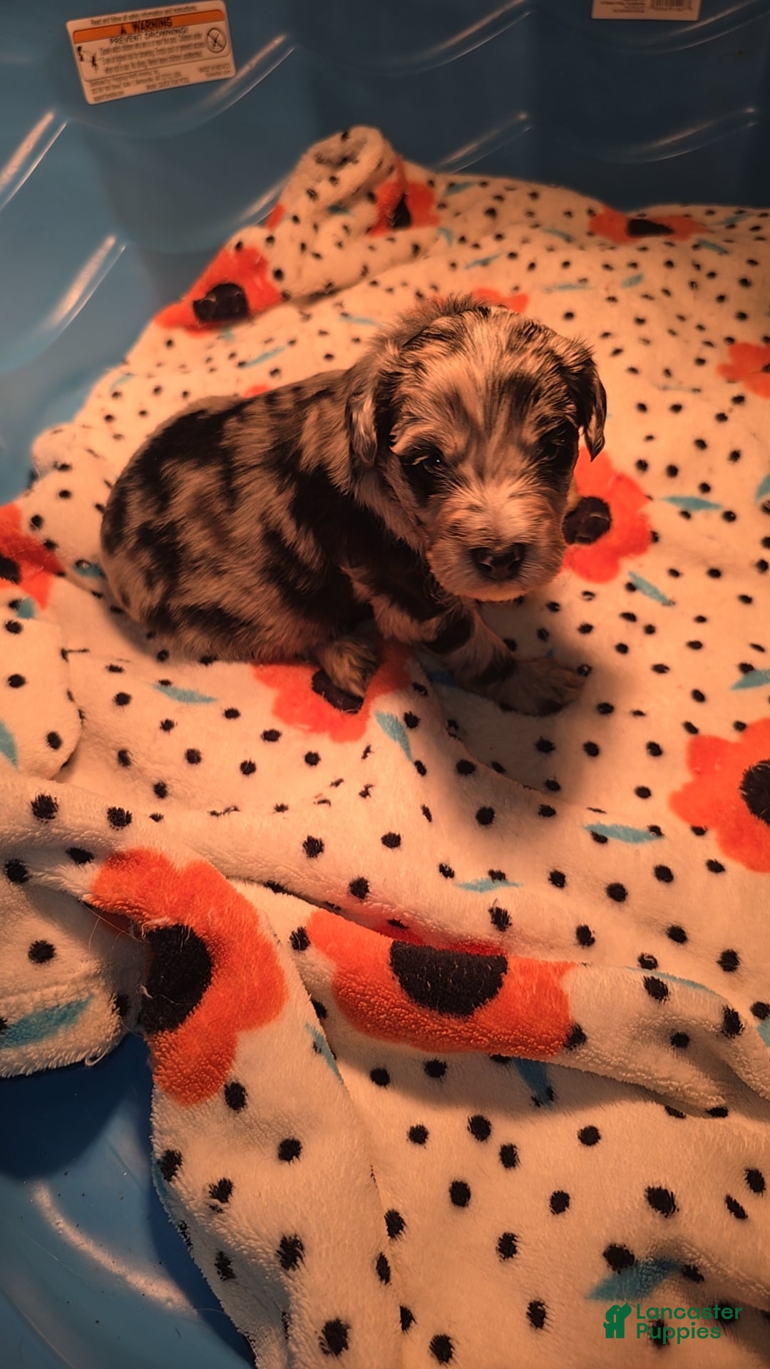 Mixed Breed dogs for sale: Merle - Ad 1